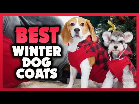 ✅ The Best Dog Winter Coats 2023 [Buying Guide]