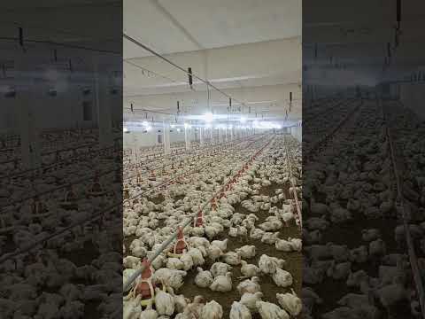 poultry #farming #henfarminginpakistan #broilerchicks #broiler_poultry_farm #birdslover