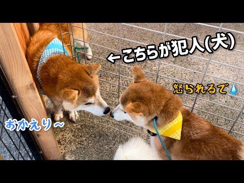 犯人(柴犬)が当たり前のようにお迎えに来てくれました♪