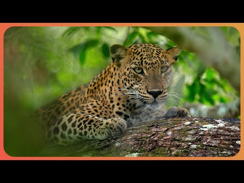 Why We Need Nature's Deadliest Predators (4K Documentary)