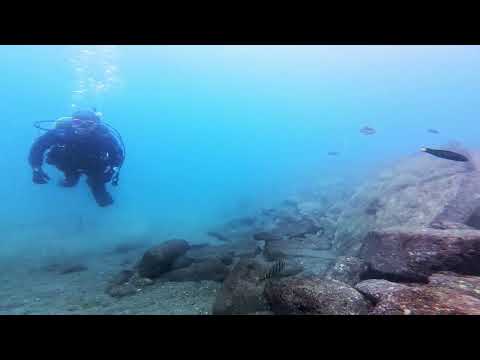 【ダイビング】獅子浜で潜る😀