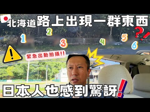 北海道這個東西逐年不斷增加❔實際在市區自駕碰到一群!日本道民都感到吃驚，碰到該怎麼辦?