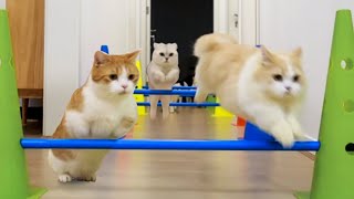 Sports Day for Cats, Very exciting! | SanHua Cat Live