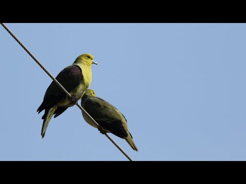 東港鎮的綠鳩Treron sieboldii  （2024 11 29）