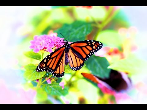 Butterfly Habitat Springs Preserve 11/5/2016