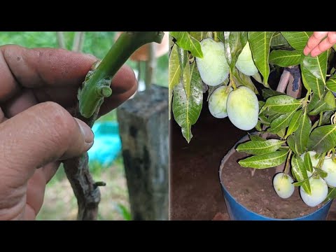 Easy and Simple Way Of Grafting Mango Tree