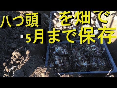 八つ頭　保存 長期　保存　食用　種芋