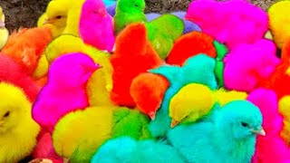 Tangkap Ayam lucu,Ayam warna warni ,Ayam Rainbow,Ayam,marmut, Dunia hewan lucu Gokil part 56