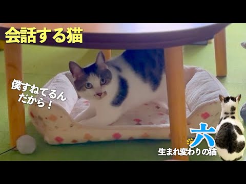 【猫がすねる】おしゃべり猫の六との会話。猫がすねるとこうなります | [生まれ変わりの猫] 六 (Roku)