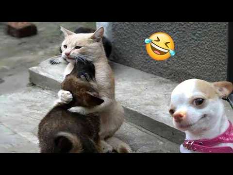 TRY NOT to LAUGH Animals FUNNY PET FAILS Compilation 2024 🤣| Epic Pet Videos & Moments