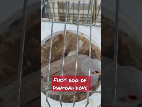 first egg of Diamond Dove #bird #dove #diamonddove #exoticbird