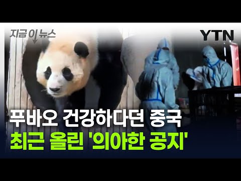 중국 판다기지 공지에 푸바오 팬들 "설마"...현지서 제기된 의혹 [지금이뉴스] / YTN