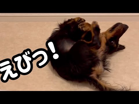 【お風呂上がり】シャンプーの意味、、　#shorts #犬 #dog