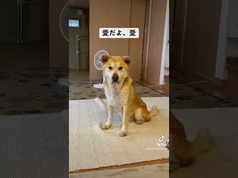 この濁りのない瞳を見てごらん。 #保護犬を家族に #保護犬と暮らす #シニア犬 #rescuedog #doglover