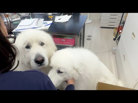 飼い主よりもスタッフさんが好きすぎて言う事を聞いてくれない今日この頃です