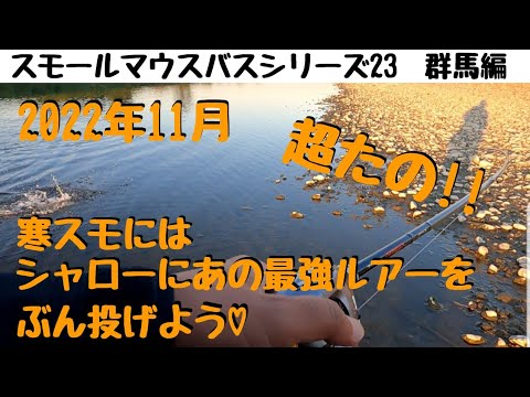 【川スモールマウスバス釣り　シリーズ23　群馬編】１１月～１２月の冬スモールはシャローにあの最強ルアーをぶち込もう!!