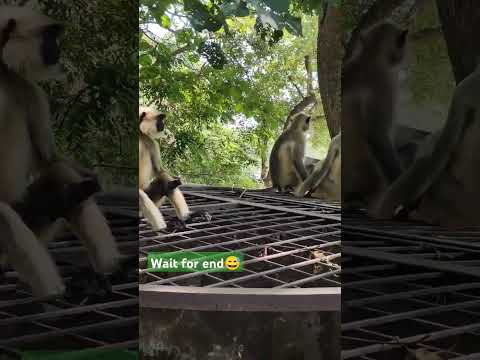 Wait for end...😂😅#monkey #trending #shorts #feedshorts #funny #funnyvideo