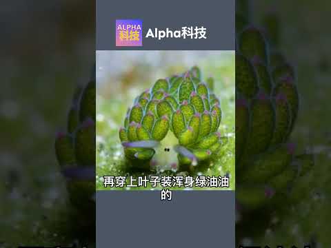 Nature is wonderful 自然奇观：叶羊海蛞蝓｜偷叶绿素的小羊 @Alpha科技频道 #科普 #science #nature #Costasiella kuroshimae #海洋