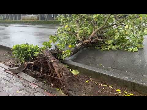 台風3号：与那国島で最大瞬間風速50.2メートル　石垣市内では街路樹が倒れ車線ふさぐ