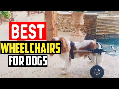 ✅Top 5  Best Wheelchairs For Dogs in 2024