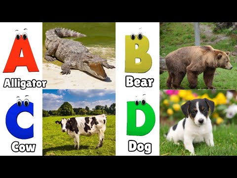 Animals ABC Song | Animals Alphabet Song for Kids | Alphabet Letters | Phonics for Kids