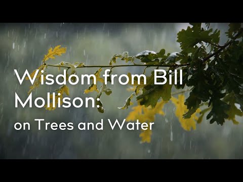 Mollison on Trees and Water