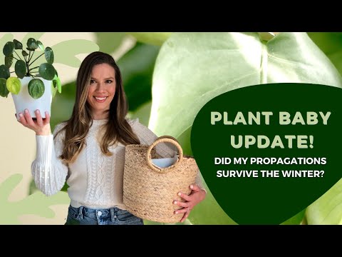 Plant Propagations Check In - did they survive winter? // Laura's Natural Life / #short