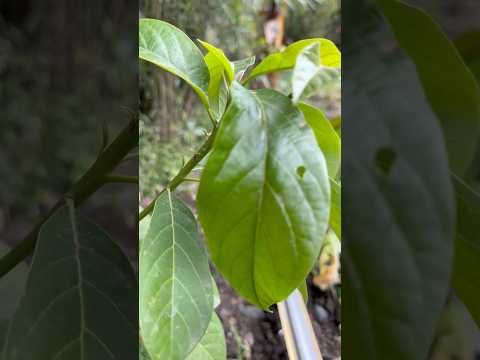 Avocado 🥑 #fruit #plants #garden