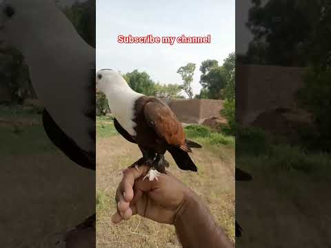 #beautiful #kabootar #pigeon #whitepigeon #beautiful #bird #birdspecies#sadstatus #shorts