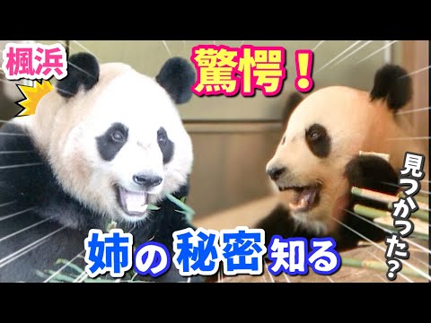 【パンダアイドル楓浜】結浜に甘えるつもりで近づいたのに🐼なんてこった💦ガーン‼️