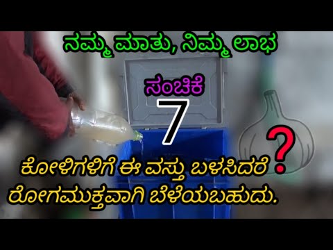 ಕೋಳಿ ಬಂದ 13 ಮತ್ತು 14ನೇ ದಿನ || ಸಂಚಿಕೆ - 07 || Poultry farm day 13 - 14 || Episode - 07 ||