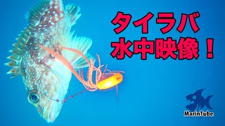 Tyrekey Underwater footage! When I mauled in the Sea of Japan, Thailand and root fish got bitten!