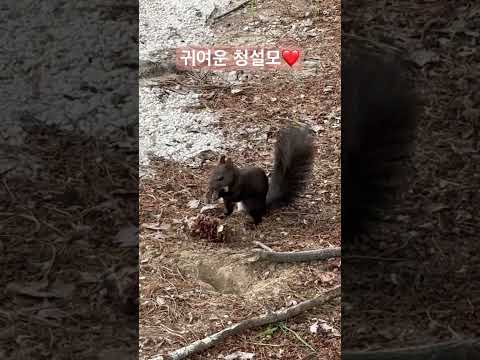 귀요미 청설모❤️