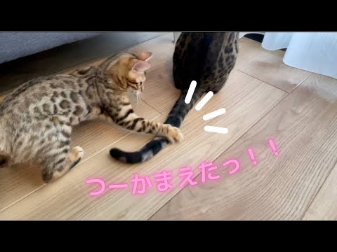 先住猫の尻尾をおもちゃにしてしまう新入猫