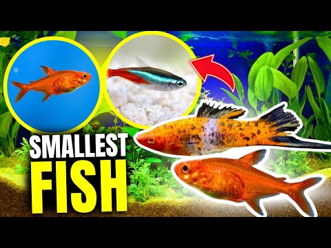 SMALLEST Fish in the World? You Won't Believe It!