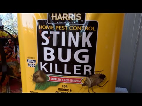 Stink bug killer see it work