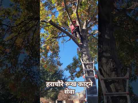 हराचौरे रूख काट्ने सेवा #tree #fall #trimming