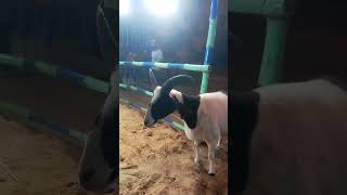 big lamb#viral#cute#loveanimals#jamalvlog#ytshorts