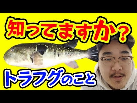 【魚図鑑 トラフグ】仕掛け！ とらふぐ噛む！？さばき方！