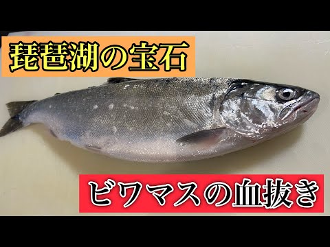 琵琶湖の宝石！ビワマスの血抜き！#和食#料理#血抜き