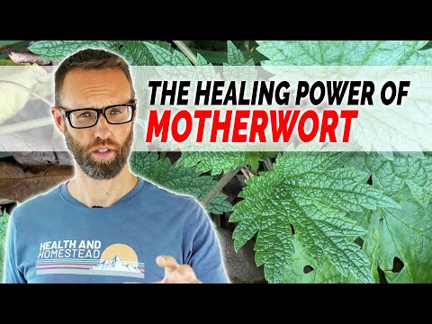 Motherwort's Impact on Mental and Physical Health