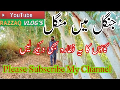 Jungle men mangle Video ko Dekh kar pta chaly ga ke Jungle ki life kesi hai