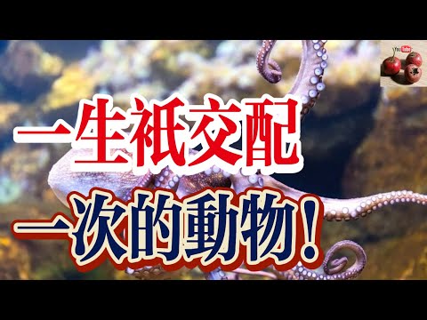 【億點科普】一生只交配一次的動物！生完孩子就得死！【有億思】 #生物 #科普 #獵奇