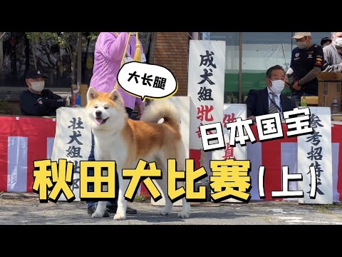 潛入日本秋田犬比賽現場！（上）