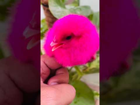 Wow cutie hen funny moment hen cutest sound | chicken chicken free sounds #birds #wildbirdlife