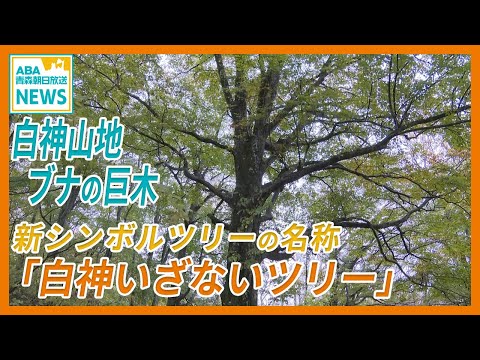 白神山地 ブナの巨木　新たな “シンボルツリー” の名は「白神いざないツリー」に決定