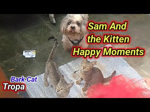 "Happy Moments: Dog and Cat Companionship"