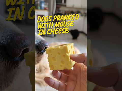 How to prank dogs with a mouse in cheese #shorts #dog #goldenretriever