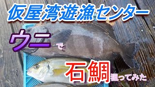 2時間で石鯛は何匹釣れるのか？　仮屋湾遊漁センター