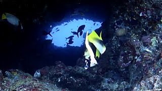 バリ島テペコン＆ミンパンでダイビング！|Diving Tepekong & Mimpang in Bali !